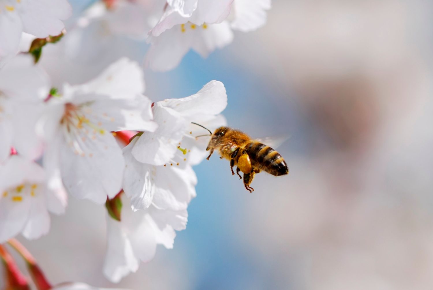 abeille fleur butiner_06 01 21_manfredxy Envato